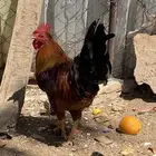 ديك بلدي انتاج تحضين