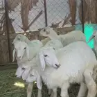 4 رخال 2 طلي