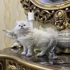 قطط هملايا