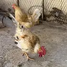 دجاجه وديك تركي