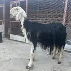 شات نجديه معها رخل