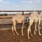 حشو لباني للبيع