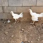 سلام عليكم أنوع ديوك هندي
