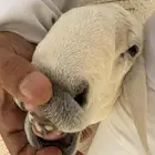 خروف حري صنف للبيع