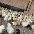 صوص بلدي