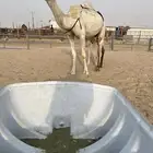 عشرا