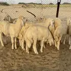 طليان القوز