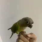 ببغاء كنيور هدد نشبه