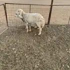 شاتين حريات. حصيب بتولد الخرج الضبيعة