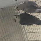 جوز روز منتج شرط