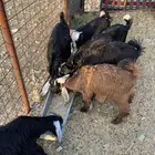 البيع تيوس وجفار