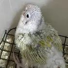 طير كنيور