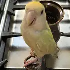 طير روز مفقود أليف جدا
