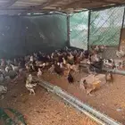 دجاج بلدي