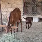 عنز ثنية تحتها تيس