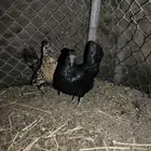 ديك و 3دجاج بياض