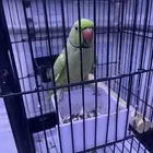 دره ذكر تربيه يتتكلم ولي يبه فيديو يكلمني واتساب اطير هادي