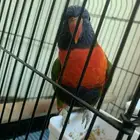 للبيع طير لوري اليف