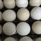 بيض تفريخ للمشاريع