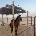 مهر شعبي طيب