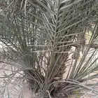 فسايل فحال للبيع الاحساء الشقيق