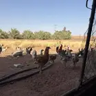 دجاج فيومي