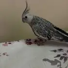 cocktail bird