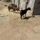 معز البيع العدد 4