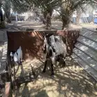 عنز جرم وصحه ونظافه يتبعها عناق روم وسلم