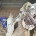 تيس فحل حار رباع مشروط على مل شي صحه وقريع وخراره