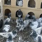 للبيع بكستاني