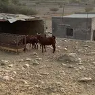 تيوس دهم للبيع فل شحم مناسبات زواجات العدد 30 البيع جمله