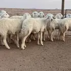 مراح حريات جذعات للبيع
