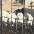 برابر طيبه ضرماء