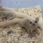 زوج شوقر قلايدر السنجاب الطائر كريمينو