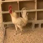 ديك لهمان