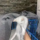 قطوه انثى العمر تقريبن شهرين للبيع