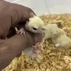 شوقر قلايدر