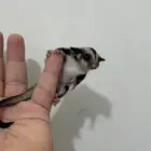 صغير السنجاب الطائر (شوقر قلايدر) كلاسيك
