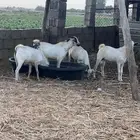 تيوس بلدي