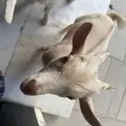 الماعز القازم