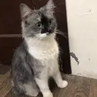 قطه ضايعه حصلت قطه ضايعه بالقادسيه واحد عنداسواق نقطه القاد