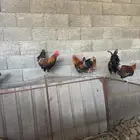 ديوك عربي