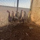 للبيع دجاج بياض بلدي