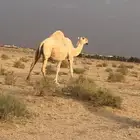 لقحه سنها شاق