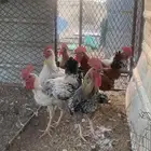 ديوك