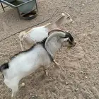 تيس وعناق مضرع اقزام صينيه