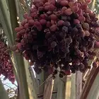 نبته نادره