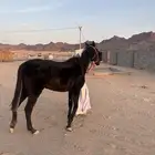 نجران الحصينيه سائلة غزال