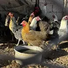 دجاج بياض